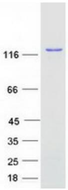 Coomassie blue staining of purified SART3 protein.